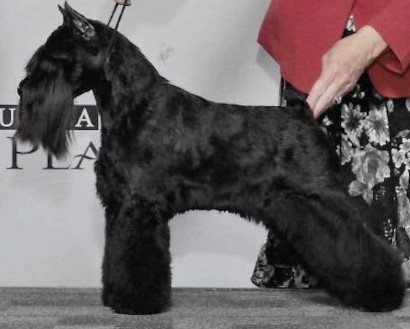 Loneacre miniature schnauzers hot sale